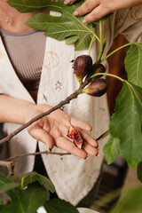 woman tasting fruit from a fig tree growing in a pot on the window