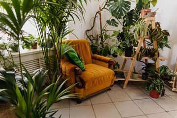 Urban jungle Interior of cozy home garden with fresh green monstera houseplant, soft comfortable chair. place to rest