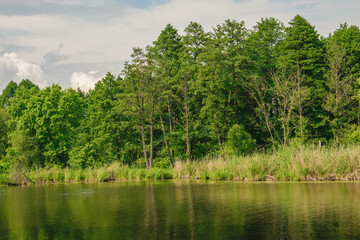 Zielony krajobraz drzewa i jezioro