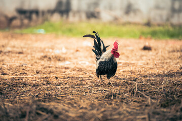 Gamecocks Thailand beautiful walk in the farm