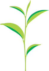 Green tea leaf 2023061908