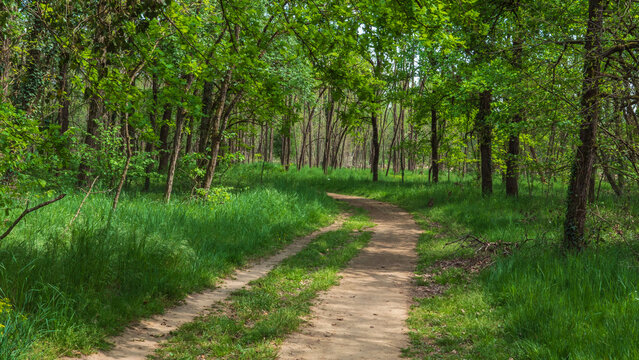 Chemin de terre sinueux traversant une for&ecirc;t de feuillus au printemps, arbres feuillus verts, lumi&egrave;re naturelle douce, v&eacute;g&eacute;tation dense