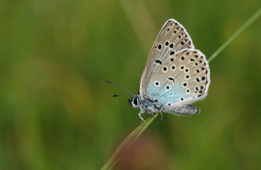 A rare Large Blue Butterfly, Phengaris arion, resting on a blade of grass in a meadow.