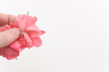 immagine primo piano di mano che regge delicati fiori di rosa selvatica di colore rosa sfioriti su sfondo bianco