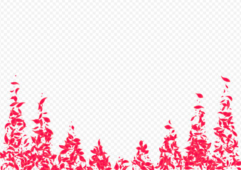 Pink Petal Vector Transparent Background. Flying