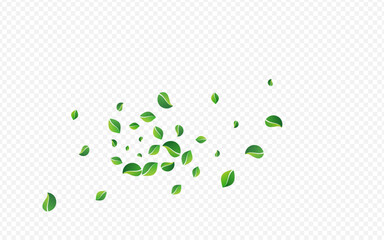 Lime Leaf Swirl Vector Transparent Background.