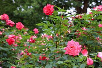 Fototapeta na wymiar 夏の訪れを告げる庄内緑地公園のピンクローズ 