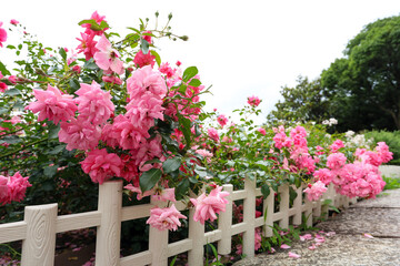 夏の訪れを告げる庄内緑地公園のピンクローズ

