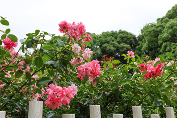 夏の訪れを告げる庄内緑地公園のピンクローズ
