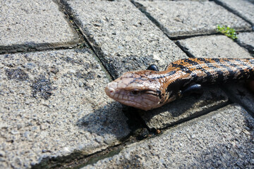 Close-up of a sunbathing blue tongue skink (Tiliqua scincoides).