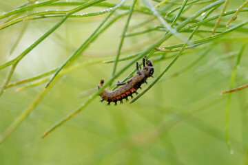 Asian ladybug larva on a fennel plant against