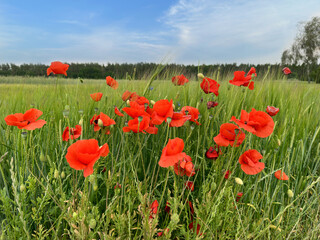 Mohn am Feldrand im Sommer