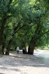 Fototapeta na wymiar FU 2021-08-01 Rheinpark 140 Am Ufer gehen Leute zwischen Bäumen spazieren