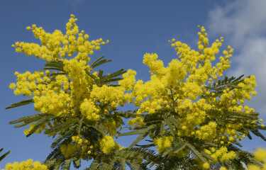 Fototapeta premium Mimosa en fleurs 
