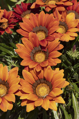 Fleur sde Gazania	orange