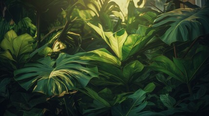 Closeup nature view of tropical green monstera leaf and palms background. Flat lay, fresh wallpaper banner concept.