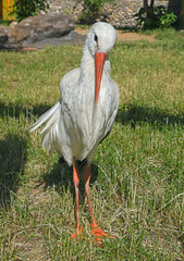 White stork (Ciconia ciconia), large bird in stork family, Ciconiidae