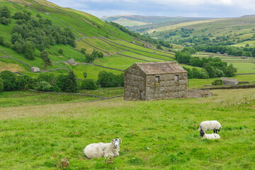 Swaledale, a remote northern dale in Summertime with stone barns or cow houses, drystone walling,...