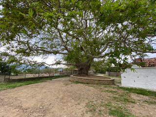 Centennial plane tree in Gökçeada Old Bademli village. There is a semi-open laundry next to the plane tree. Canakkale, Turkey
