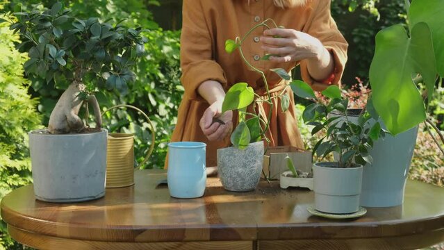 Gardening. Young woman replanting houseplant into new flowerpot in back yard garden. 