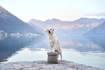 the dog stands on the embankment against the backdrop of mountains and the sea. Golden Retriever...