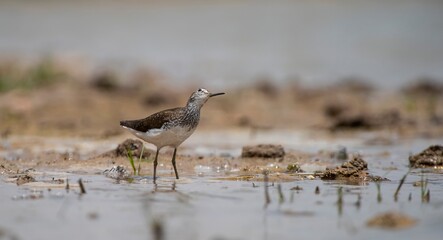 Wood Sandpiper (Tringa glareola) is a bird that feeds on invertebrates in wetlands. It lives in suitable habitats in Asia, Europe, Africa and the Americas.