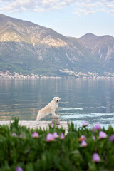 the dog stands on the embankment against the backdrop of mountains and the sea. Golden Retriever near the water. Pet in nature.