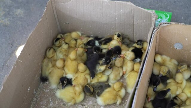 A local market sells baby small newborn chicks and broilers in a carton box. Concept for a farm company. Farming of poultry in Kyrgyzstan