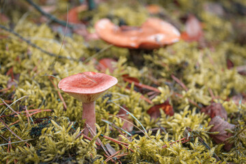 Autumn - mushrooms in the forest on a background of green moss