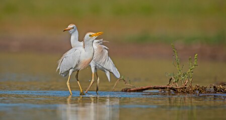 Western Cattle Egret (Bubulcus ibis) usually lives near water. It is possible to see them frequently among cattle. Because they are fed by hunting animals that run away from the cattle.