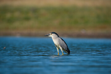 Black-crowned Night Heron (Nycticorax nycticorax) is a wetland bird that lives by rivers and lakes and feeds on fish and frogs.