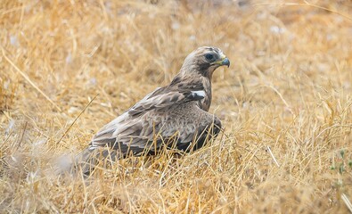 Booted Eagle (Hieraaetus pennatus) is one of the important hunting birds seen in Diyarbakir.