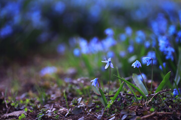 Plants and flowers macro. Detail of petals and leaves at sunset. Natural nature background.