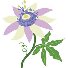 PASSIONFLOWER 