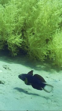 Vertical video, Blue White-barred Goby (Amblygobius Semicinctus, Amblygobius phalaena) swims near Soft coral Yellow Broccoli (Litophyton arboreum) on sandy seabed on sunny day, Slow motion