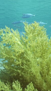 Vertical video, Soft coral Yellow Broccoli or Broccoli coral (Litophyton arboreum) on sandy seabed on sunny day, shoal of mackerel swims in background, Slow motion, Moving forwards approaching coral