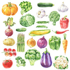 Vegetables watercolour colourful food illustration.