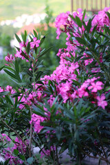 Fototapeta premium Pink oleander flowers in the garden. Selective focus.