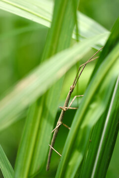 Slender body like a withered branch, Ramulus mikado (Nanafushi, Nanafushimodoki) in the grassy green bush (Sunny outdoor field, close up macro photography)