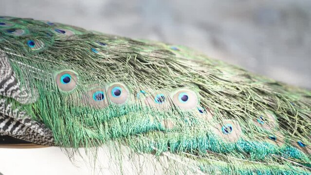 Detailed close up of the eyed tail of a wild male peacock while walking at Plaka Forest on the island of Kos in Greece