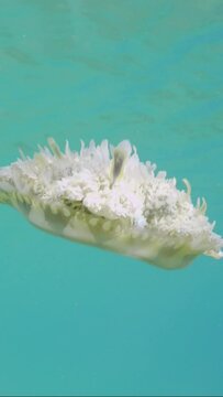 Vertical video, Close up of Upside Down Jellyfish (Cassiopea andromeda) swim down in blue water on bright sunny day, slow motion