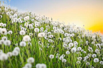 Fototapeta premium Summer background with dandelion meadow