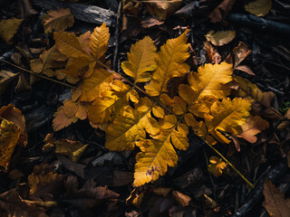 autumn leaves on the ground