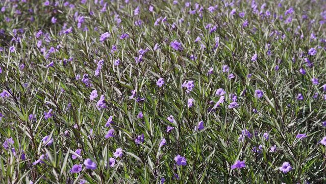A footage of Ruellia simplex flowers, Purple flowers.