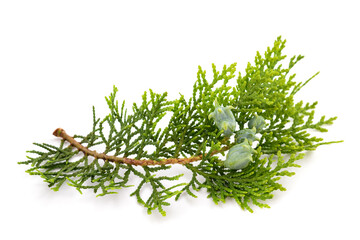Chinese thuja sprig with cones