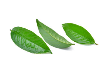 Fresh green tea leaves isolated on transparent background. PNG