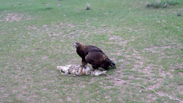 Eagle eating raw meat. Eagle trainers are skilled in training eagles for hunting, using traditional techniques passed down through generations
