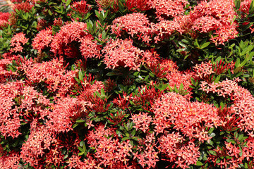 Naklejka premium Elegance in Red: Bringing Ashoka Flowers' Beauty to Life