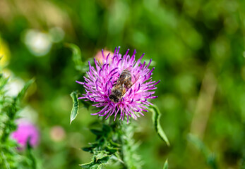 Beautiful wild flower winged bee on background foliage meadow