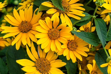 Fine wild growing flower aster false sunflower on background meadow